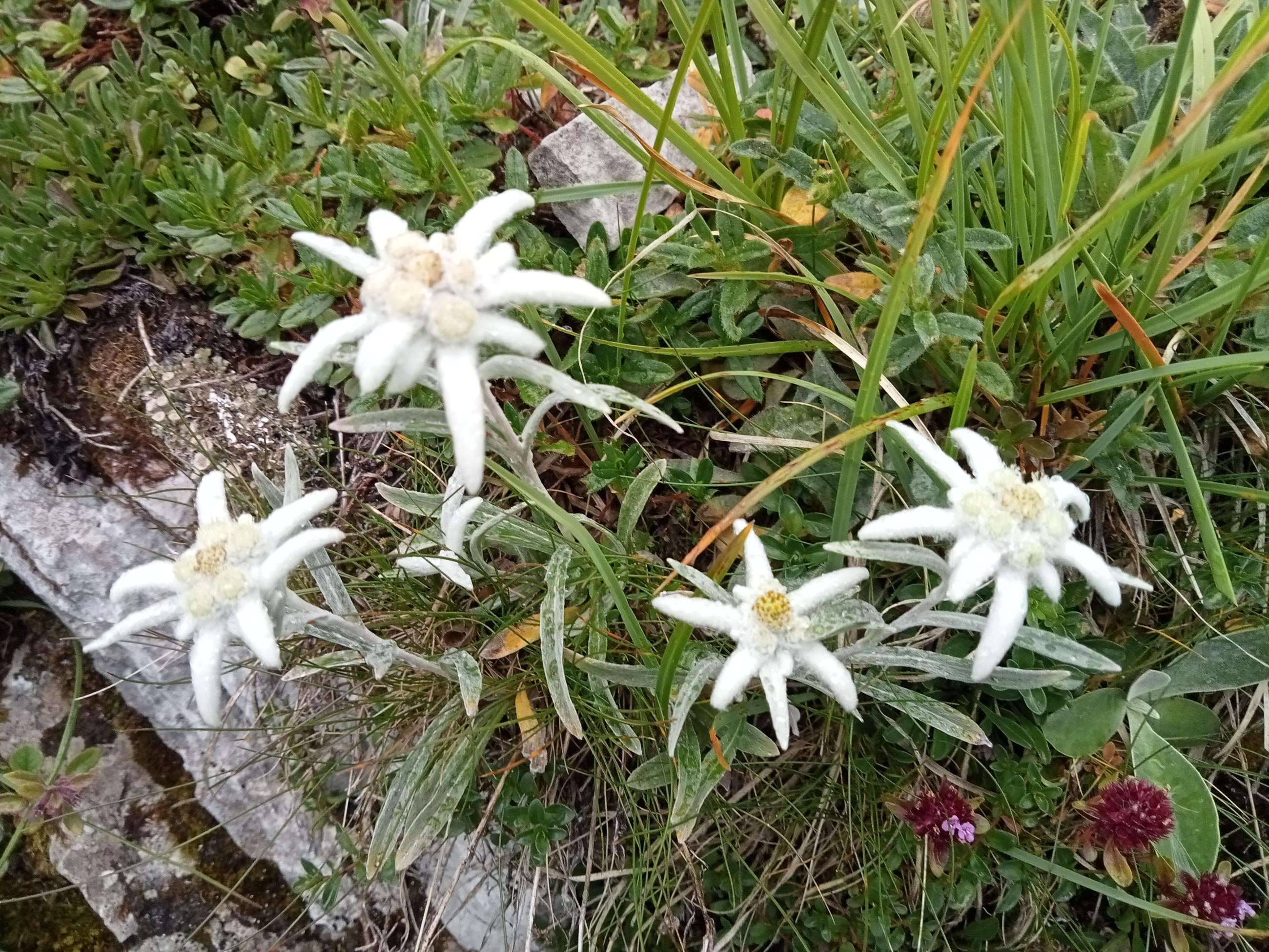 Edelweiss
