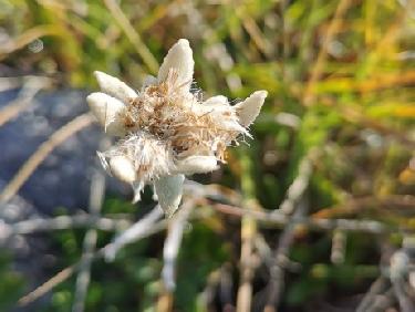 Edelweiss