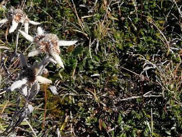 Edelweiss