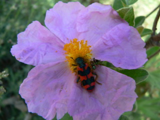 églantine comestible