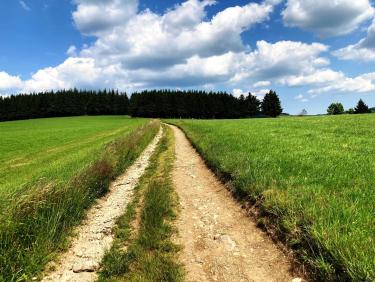En arrivant au bois du Frioul