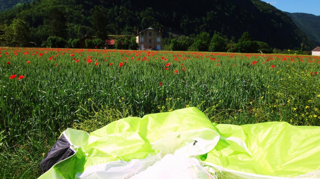 en bordure des coquelicots 