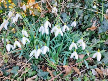 En VTT dans les Chambaran