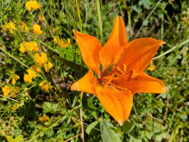 Entre ciel et fleurs 