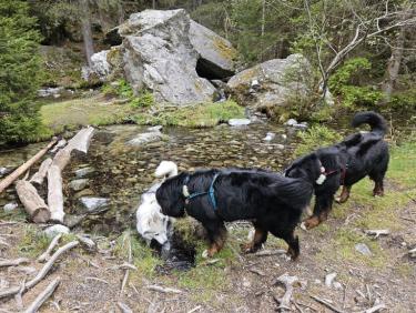 Promenade du matin et rencontre avec les copains