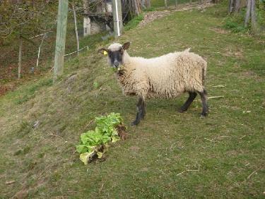 Argh... un bouc en travers du chemin