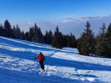 Et au fond trône la Chartreuse