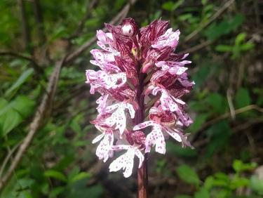 Et c&apos;est le but !