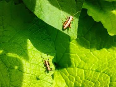 Et c&apos;est le but !