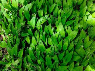 Et c&apos;est le but !