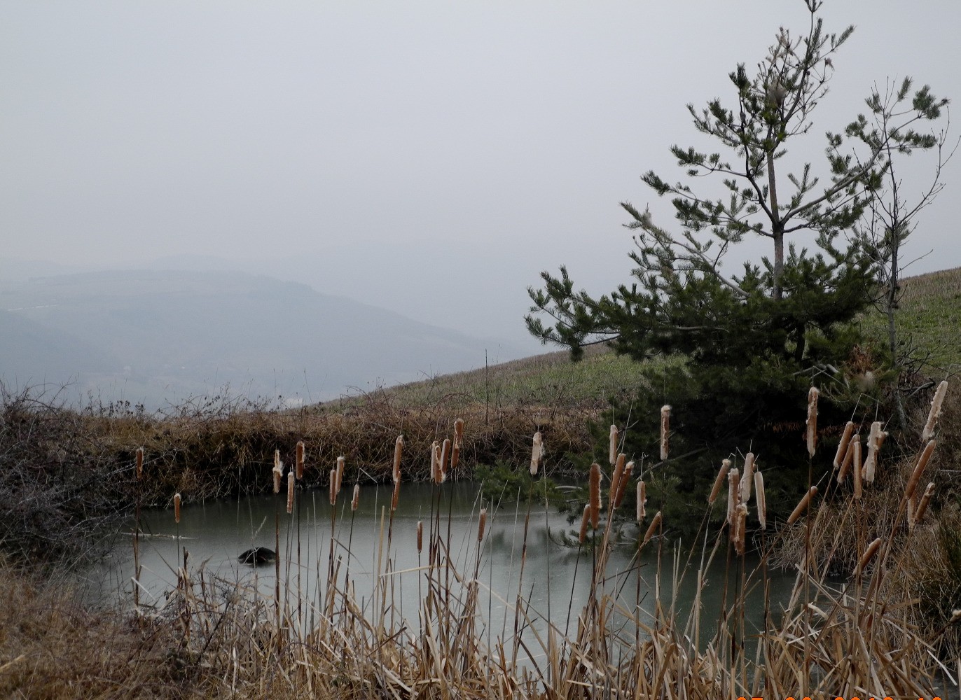 Etang gelÃ©