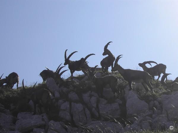 Faune.