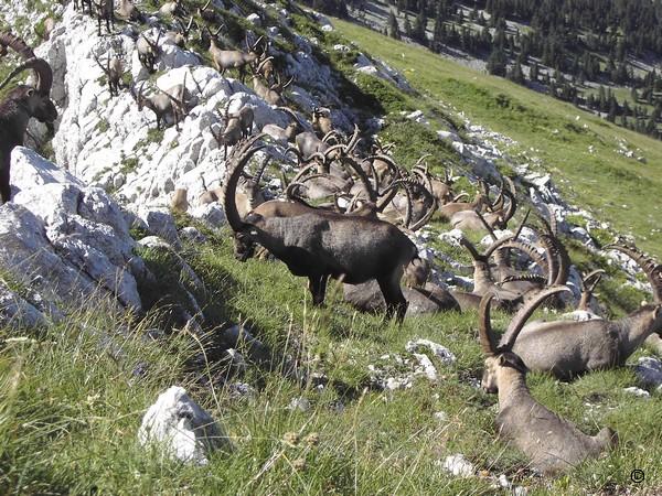 Faune.