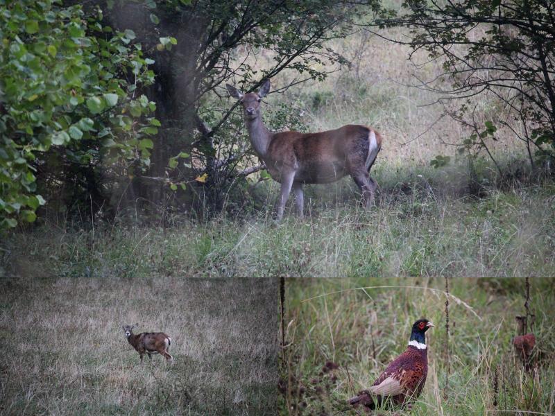 Faune du jour