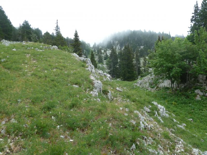 Fin Draye des Bergers