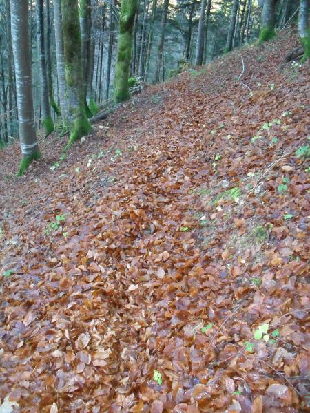 Fin d'Automne