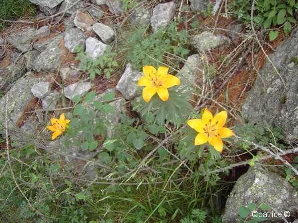 Flore