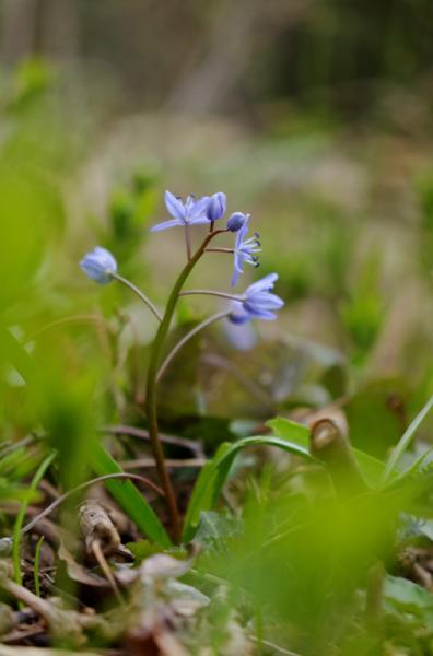 Fleur