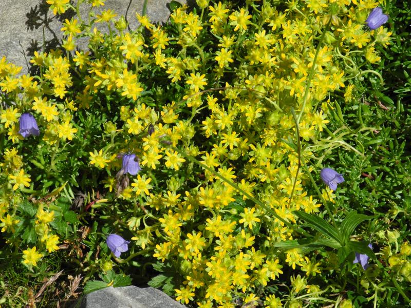 Fleurs...