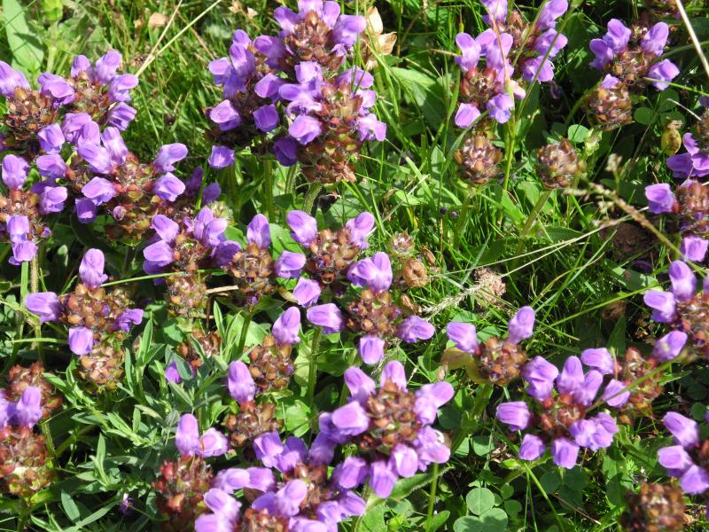 Fleurs