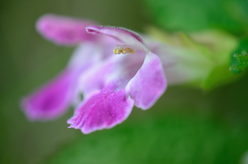 Fleurs des sous bois
