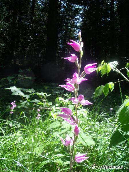 Cephalanthère rose