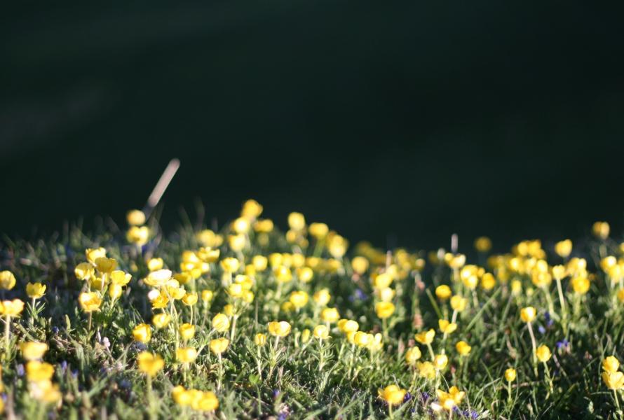 Flore