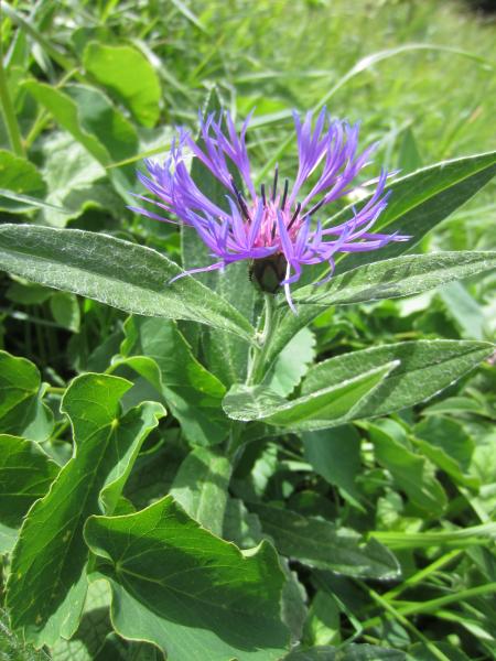 Flore