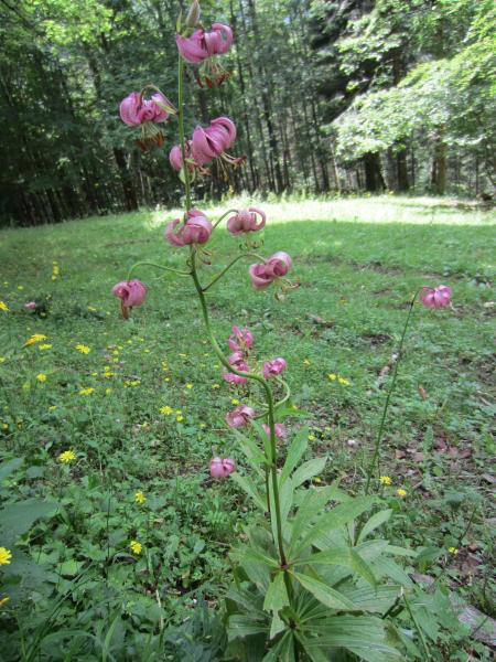 Flore