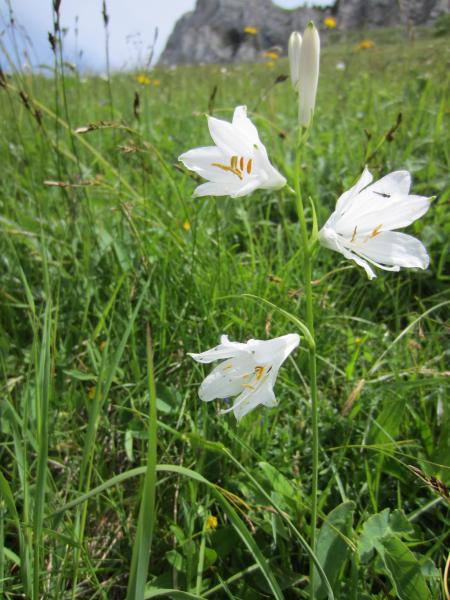 Flore