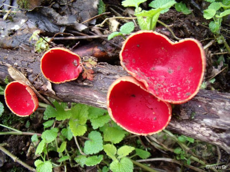 champignon
