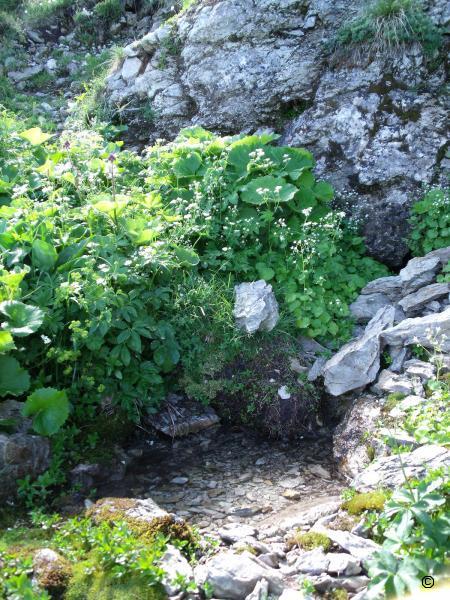 Fontaine du Berger.