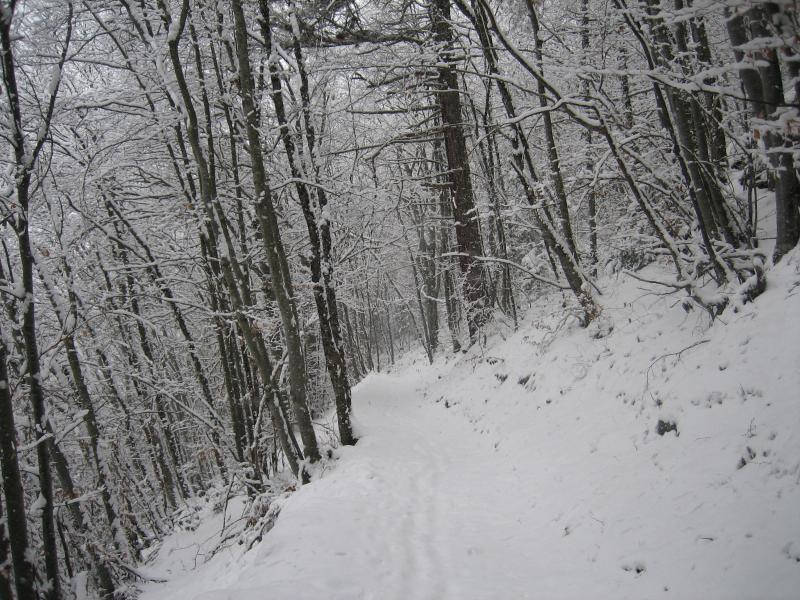 Forêt