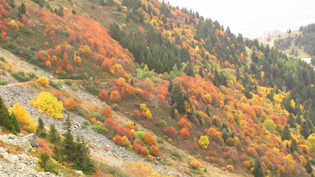 Foret
