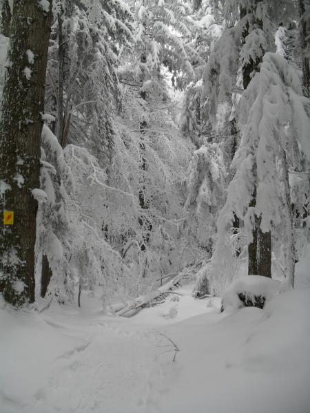 Fôret blanche