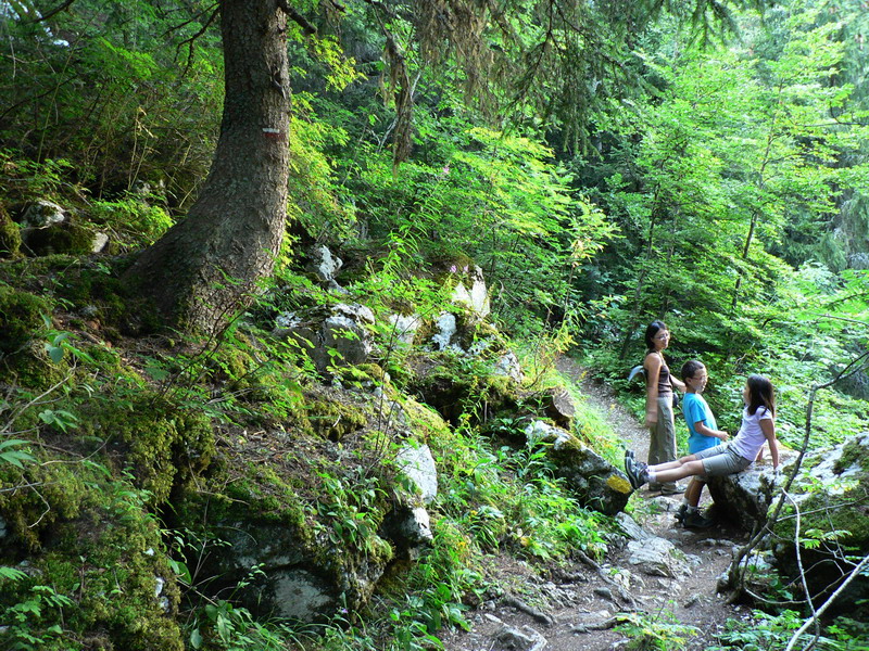 Forêt du Col du Coq