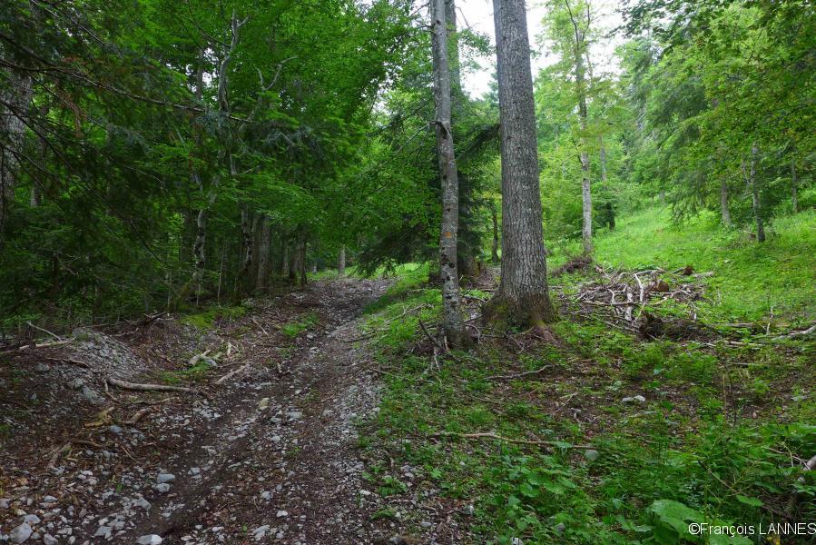 Forêt du début