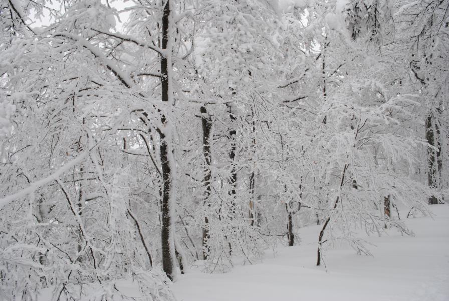 Forêt vosgienne