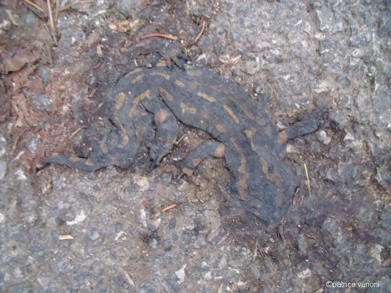 Fossile.