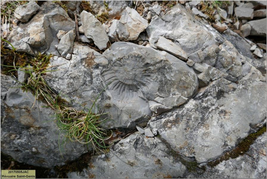 Fossile dans les Gorges du Riou