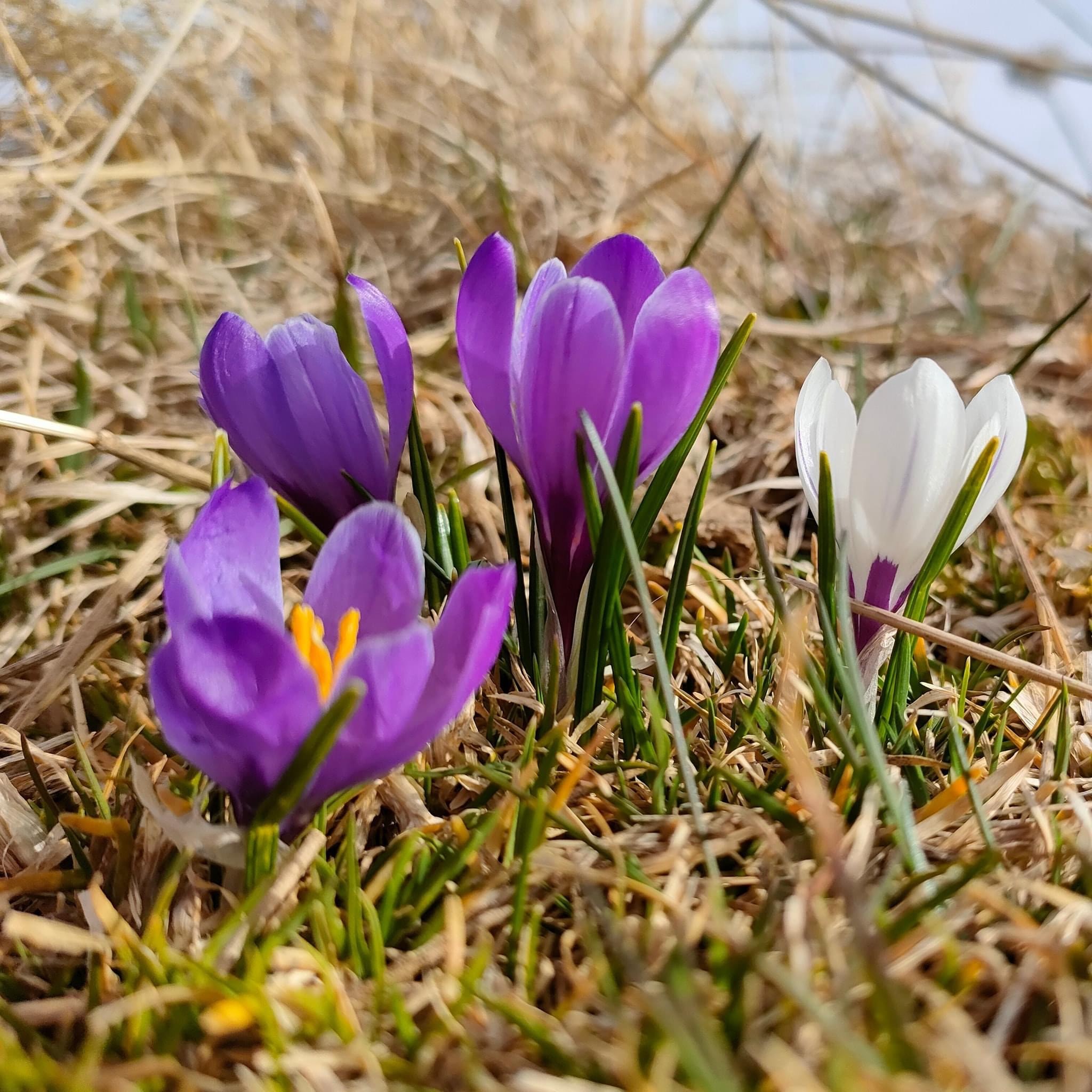 Plein de crocus