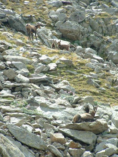 famille chamois