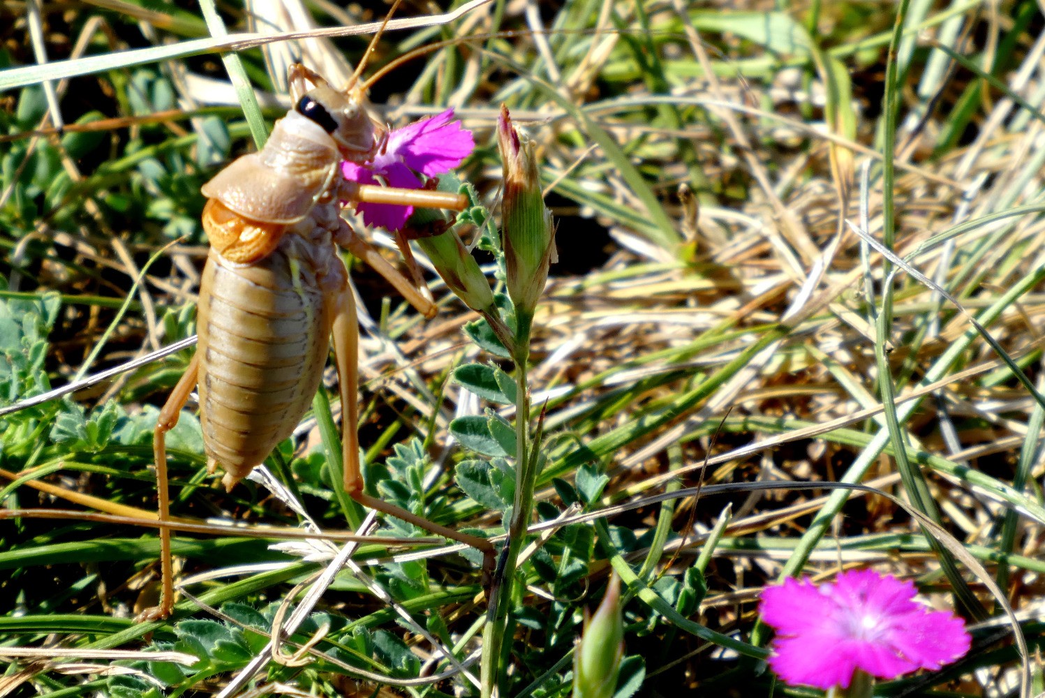faune locale au pied du sommet
