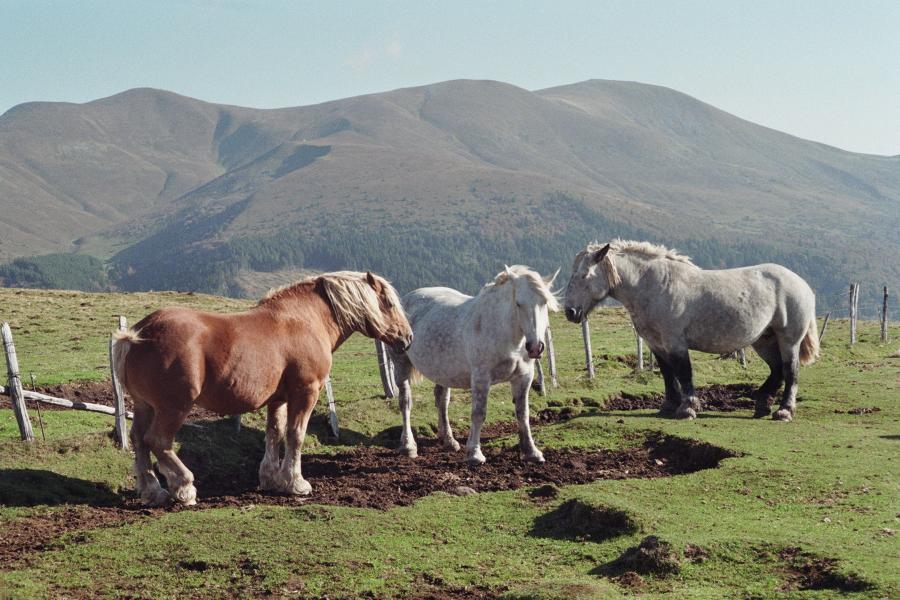 faune locale