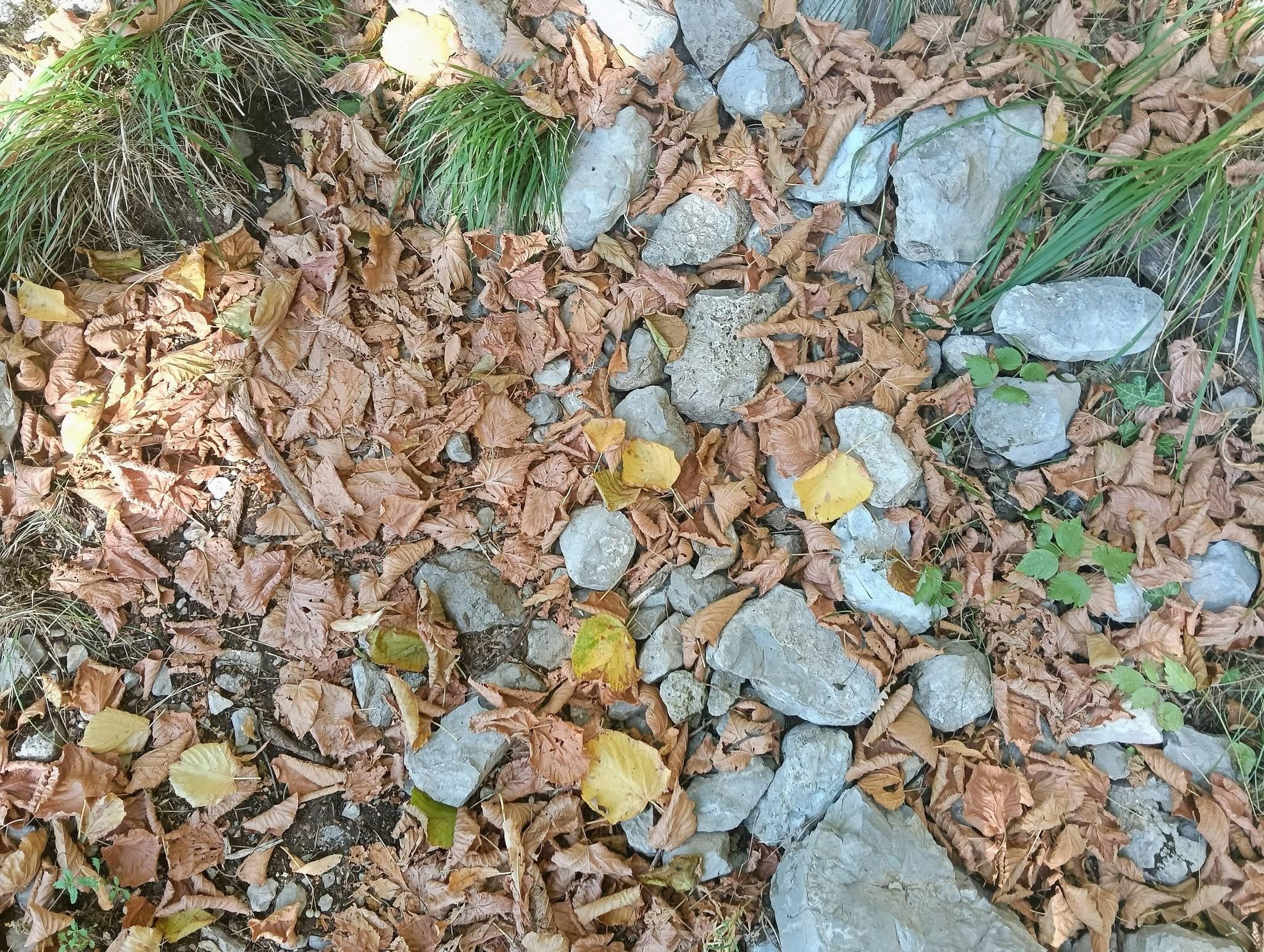 Feuilles mortes non pas d’automne mais de canicule 