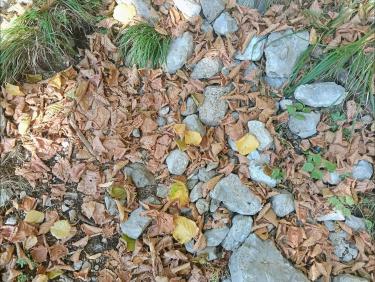 Feuilles mortes non pas d’automne mais de canicule 