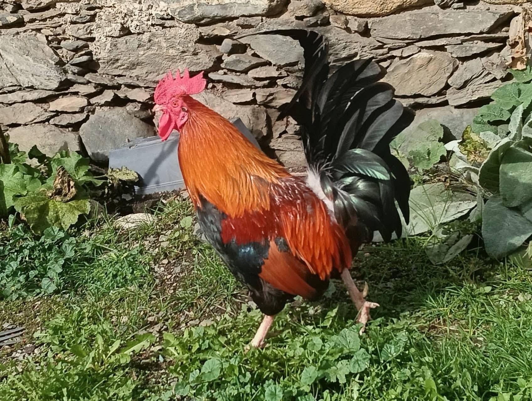 Fier comme un coq 