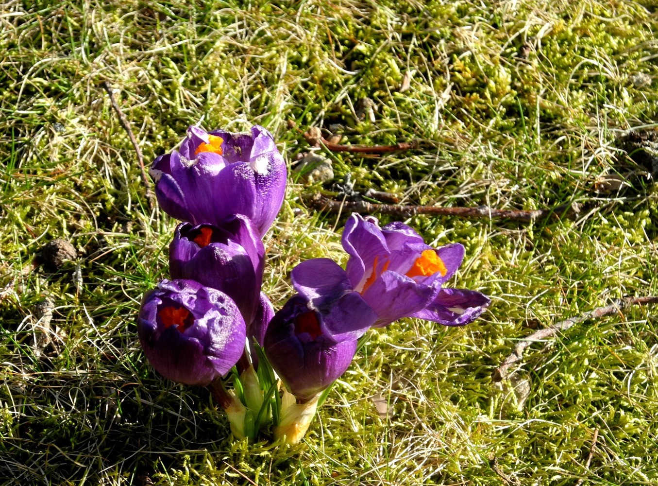 Fleur du Paradis