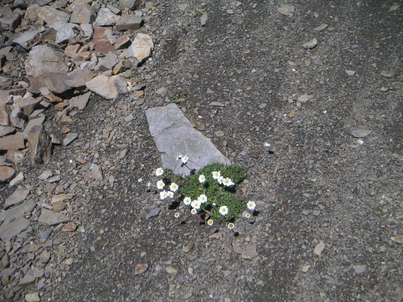 fleurettes dans les pierres