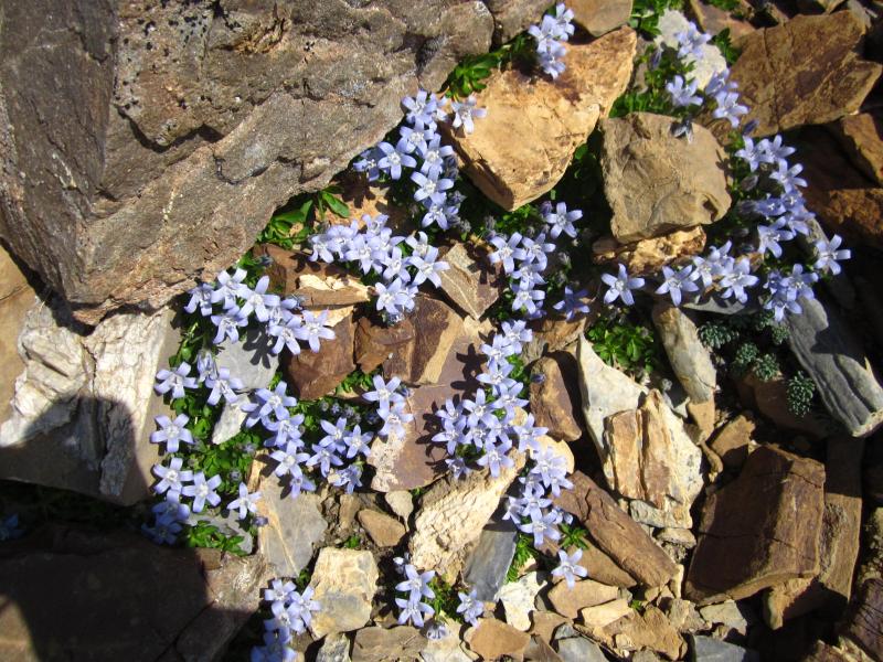fleurettes et rocailles